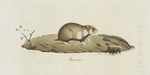 [Rongeurs] Hamster