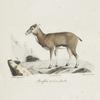Ruminans Mouflon de Corse, femelle.