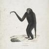 [Quadrumanes] Siamang