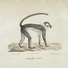 [Quadrumanes] Mangabey à collier
