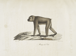 Quadrumanes Macaque de l'Inde.