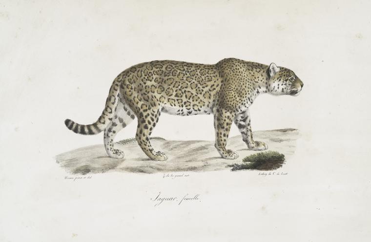 Carnivores Jaguar femelle. - NYPL Digital Collections