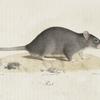 [Rongeurs] Rat