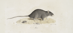 [Rongeurs] Rat
