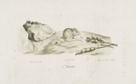 [Rongeurs] Mulot [Mulot nain]