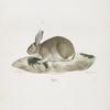 [Rongeurs] Lapin