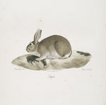 [Rongeurs] Lapin