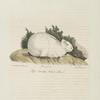 [Rongeurs] Lapin domestique, variété albine