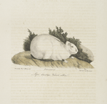 [Rongeurs] Lapin domestique, variété albine