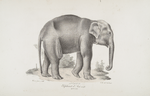 Pachidermes Éléphant d'Asie mâle, âgé de 4 ans.