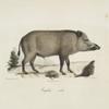 [Pachidermes] Sanglier, mâle