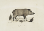 [Pachidermes] Sanglier, mâle