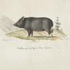[Pachidermes] Cochon [domestique], variété du Cap de Bonne Espérance