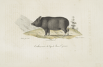 [Pachidermes] Cochon [domestique], variété du Cap de Bonne Espérance