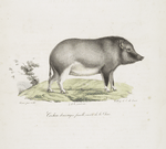 Pachidermes Cochon domestique femelle, variété de la Chine.