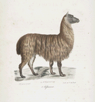 [Ruminans] Alpaca