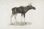 [Ruminans] Élan de l'Amérique septentrionale, ou Original, (poil d'Hiver)