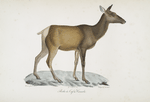 Ruminans Biche du Cerf du Canada.