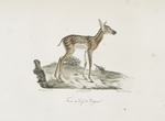 [Ruminans] Faon du Cerf de Virginie