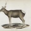 [Ruminans] Cerf de Wallich
