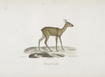 [Ruminans] Chevreuil femelle