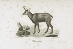 Ruminans Chamois, femelle.