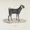 [Ruminans] Bouc du Népaul
