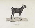 [Ruminans] Bouc du Népaul