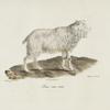 [Ruminans] Bouc sans cornes