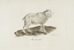 [Ruminans] Bouc sans cornes