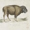 Ruminans Bison femelle, jeune.