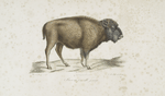 Ruminans Bison femelle, jeune.