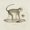 [Quadrumanes] Mélarhine ou Talapoin
