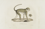 [Quadrumanes] Mélarhine ou Talapoin