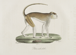 [Quadrumanes] Patas mâle, adulte