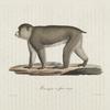 Quadrumanes Macaque à face rouge.
