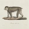 [Quadrumanes] Macaque à face rouge
