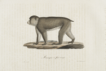 Quadrumanes Macaque à face rouge.