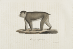 [Quadrumanes] Macaque à face rouge