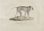 [Quadrumanes] Macaque à face noir