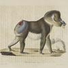 [Quadrumanes] Mandrill mâle, vieux