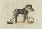 [Quadrumanes] Mandrill mâle, vieux