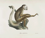 [Quadrumanes] Sajou à pieds dorés