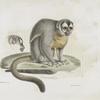 [Quadrumanes] Douroucouli, femelle