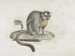[Quadrumanes] Douroucouli, femelle