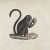 [Quadrumanes] Tamarin aux mains rousses