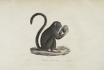 [Quadrumanes] Tamarin aux mains rousses