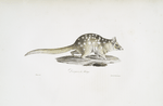 [Insectivores] Dasyure de Maugé