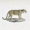 [Carnivores] Tigre ondulé