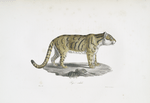 [Carnivores] Tigre ondulé